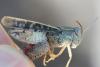 Calliptamus italicus italicus
